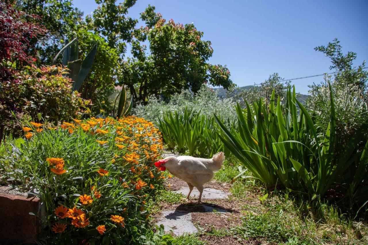 Pietrantica - Affittacamere Con Giardino Nuova Apertura A Trebiano -Citr Екстериор снимка